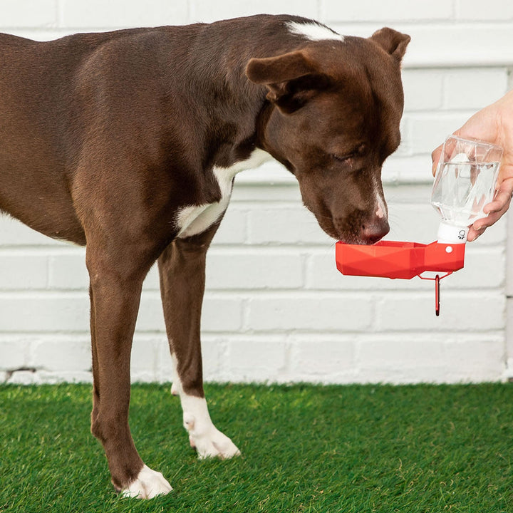 Pet Water Bottle